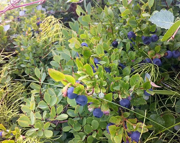berries