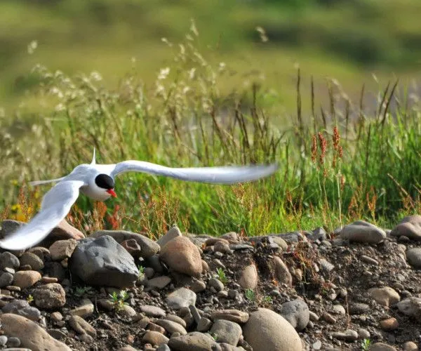 Seabirds on the fjord