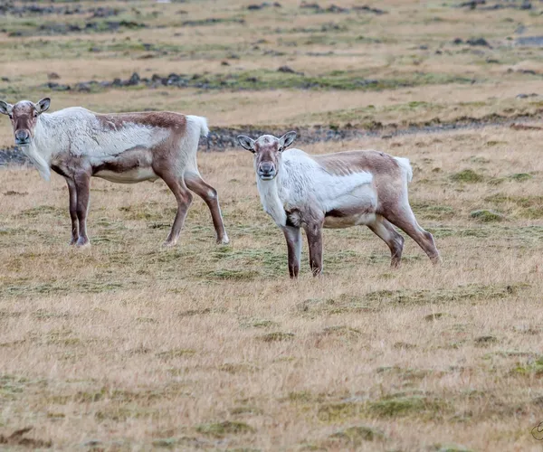 reindeer