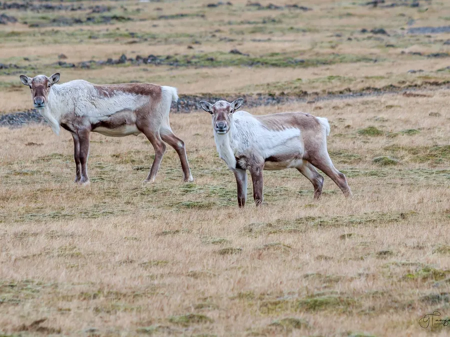 Two reindeer in the hills above Eskifjörður